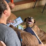 Caravana da castração dura 10 dias para beneficiar 1.600 cães e gatos em Dourados