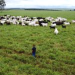Frio acende alerta para risco de hipotermia em rebanhos e Iagro orienta produtores rurais em MS