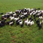 IAGRO lembra de últimos dias para declaração obrigatória de rebanho mobiliza produtores rurais em MS